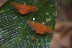 Euriphellus euribates
