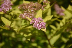 Spiraea