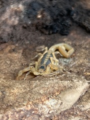 Centruroides exilicauda