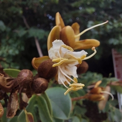 Hymenaea courbaril
