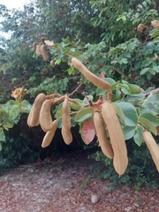 Hymenaea courbaril