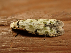 Endophthora pallacopis