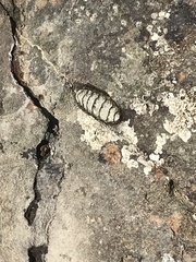 Polyplacophora
