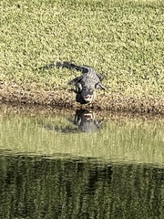 Alligator mississippiensis