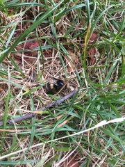 Bombus terrestris