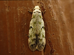 Endophthora pallacopis