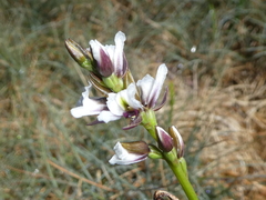 Prasophyllum suttonii