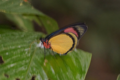 Batesia hypochlora