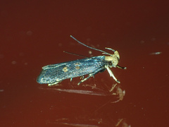 Pexicopia melitolicna