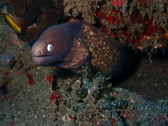 Gymnothorax thyrsoideus