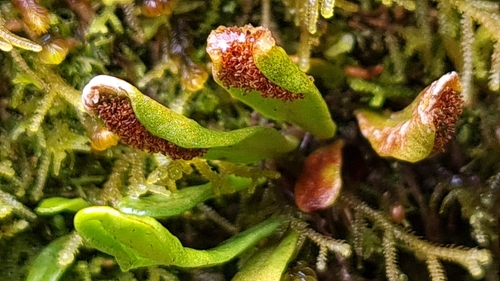 Image of Notogrammitis crassior by no rights reserved