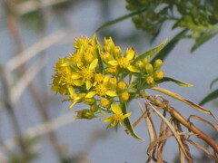 Barkleyanthus salicifolius