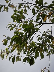 Prunus serotina capuli