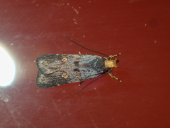 Pexicopia melitolicna