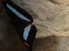 Adelpha iphiclus