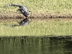 Alligator mississippiensis