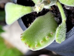 Cotyledon tomentosa