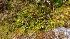 Notogrammitis crassior