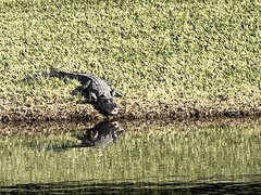 Alligator mississippiensis