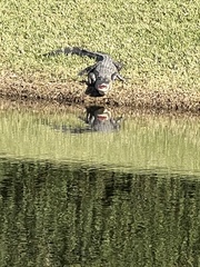 Alligator mississippiensis