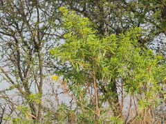 Barkleyanthus salicifolius
