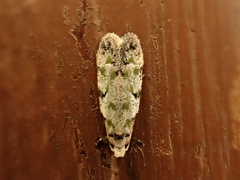 Endophthora pallacopis