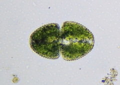 Cosmarium ovale