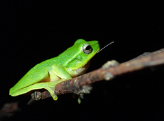 Ranoidea phyllochroa