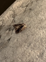 Spodoptera dolichos