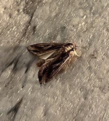 Spodoptera dolichos