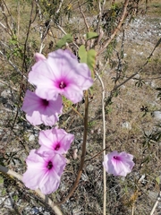 Ipomoea carnea fistulosa
