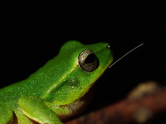 Ranoidea phyllochroa