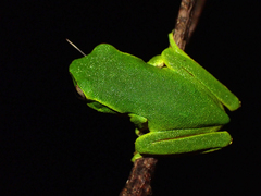 Ranoidea phyllochroa