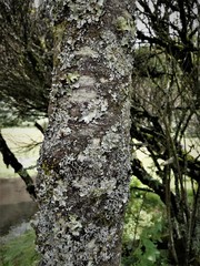 Prunus serotina capuli