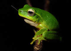 Ranoidea phyllochroa