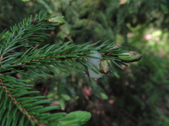 Aphrophora parallella