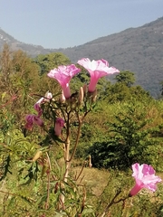 Ipomoea carnea fistulosa