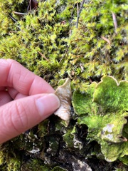 Peltigera britannica