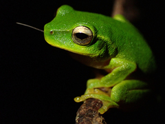 Ranoidea phyllochroa