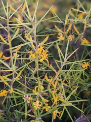 Persoonia juniperina