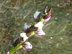 Prasophyllum suttonii