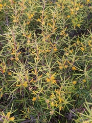 Persoonia juniperina