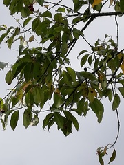 Prunus serotina capuli