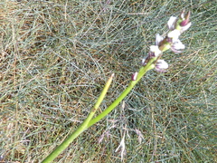 Prasophyllum suttonii