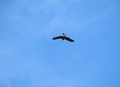 Milvus migrans lineatus