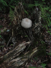 Megacollybia