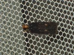 Pexicopia melitolicna