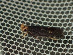 Pexicopia melitolicna