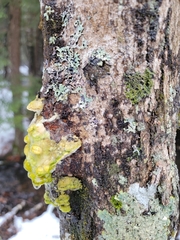 Trichoderma sulphureum