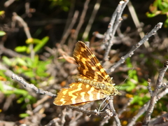 Chrysolarentia